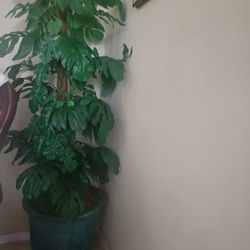 Silk Plant 