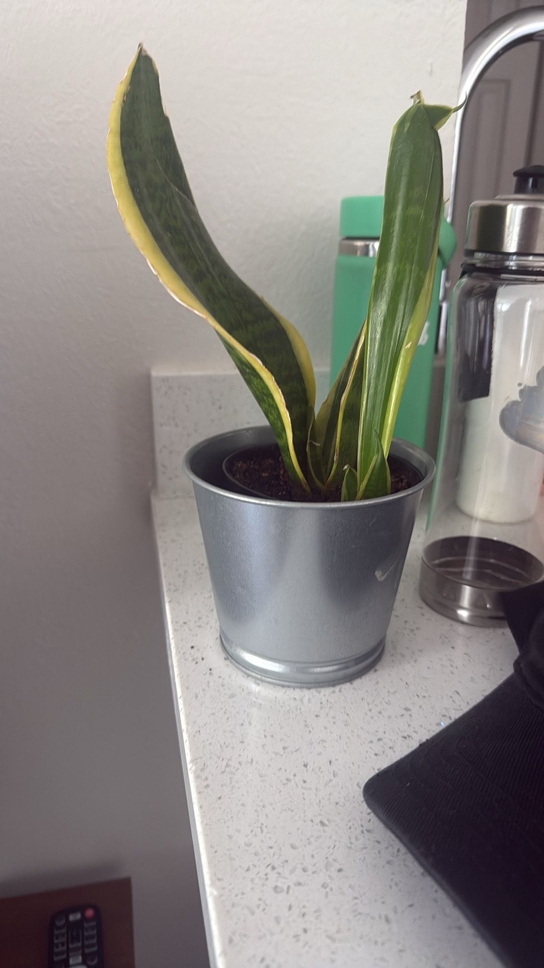 Plants