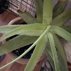 Large Aloe Vera Plant
