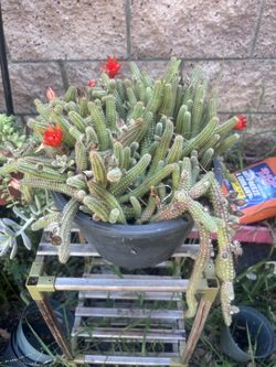 Cactus plants