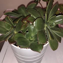 Succulents