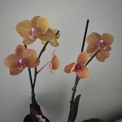 a real, blooming orchid