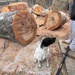 Estamos A La Orden Para El Corte De Árboles En Todo Houston
