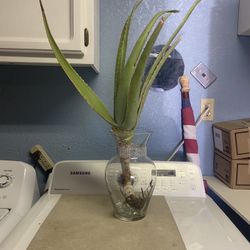 Aloa Vera Plants 