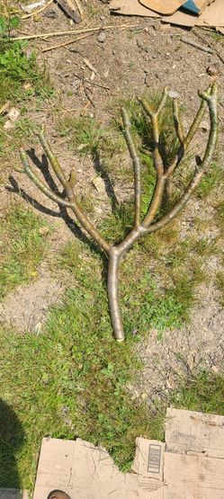 plumeria cuttings
