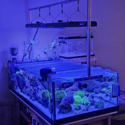 Reef Tank Aquarium Fish Tank