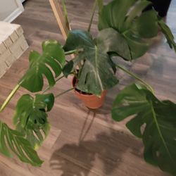 Monstera palm alocasia polly and fiberglass planter 