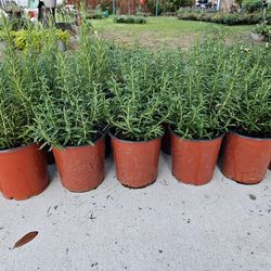 Rosemary PLANTS ARRIVE, BEAUTIFUL AND HEALTHY. $12 EACH