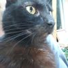Tomcat