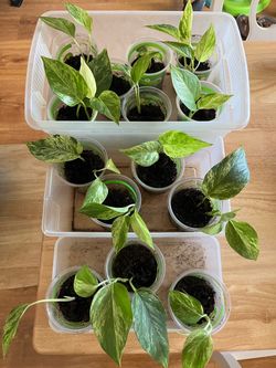 Plants 3 for $12