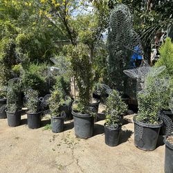 Different animals topiary  $45 and up