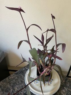 Purple Heart Plant