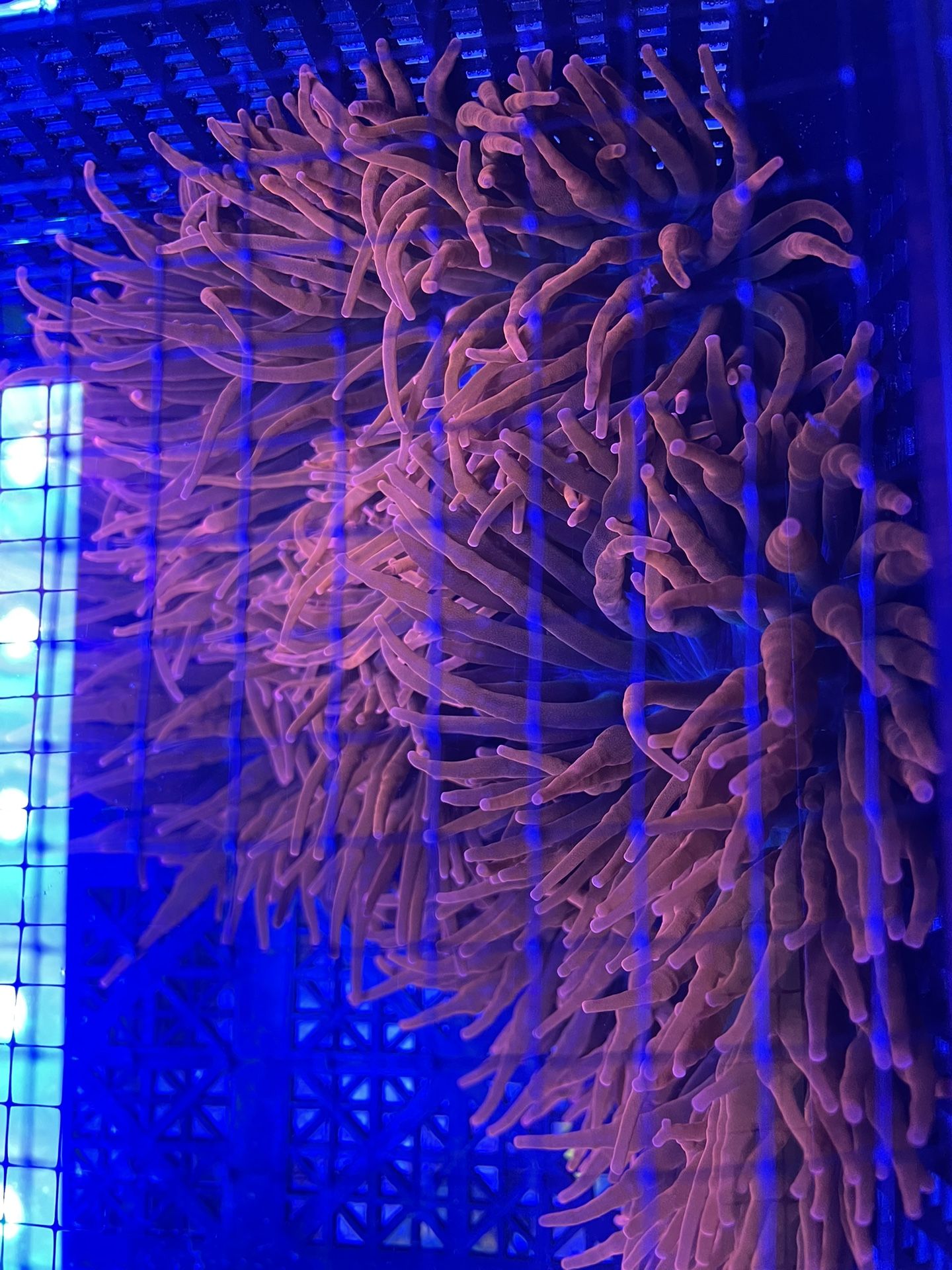 Sherman Anemones