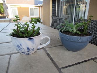 Set Of Blue/White Cup & Blue Garden Pots With Succulents