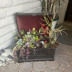 Succulent Arrangements 