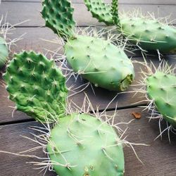 Prickly Pear Cactus "Opuntia Sulphurea" 🌵