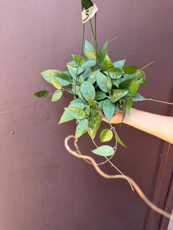 6” hoya black margin