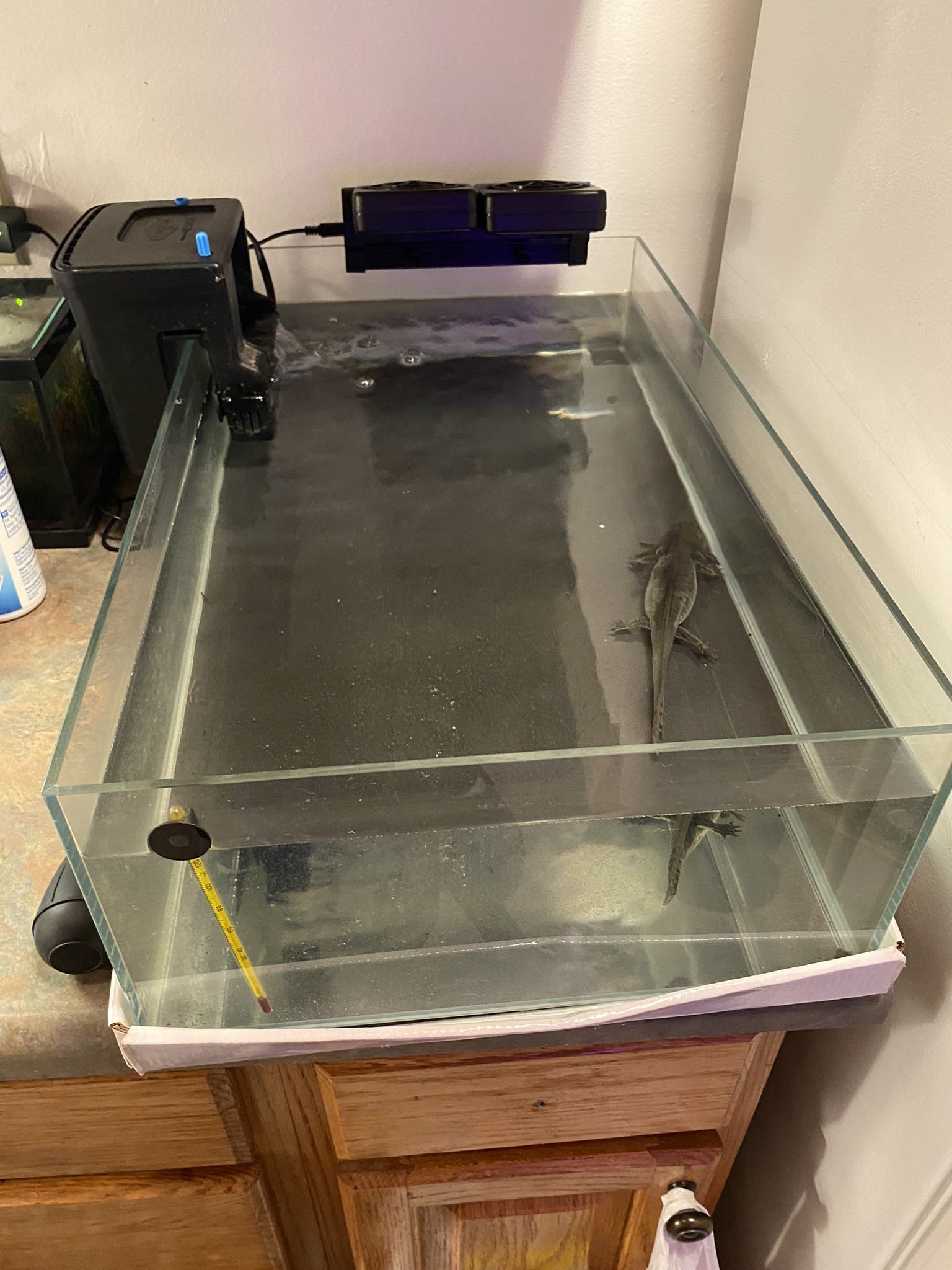 Tank 20 Gallon Shallow