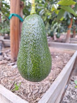 Avocado Trees