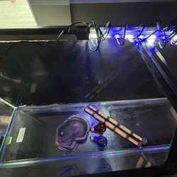 60 Gallon Tank With Stand And Supplies. 