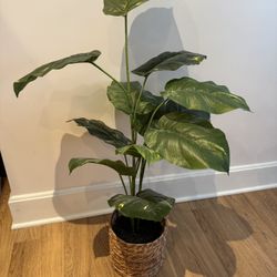 Faux Plant