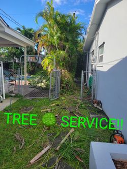 TREES!! BEST PRICES!
