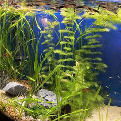 Fish Tank Aquarium 40 Gallons