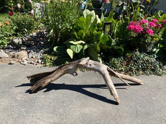 Driftwood