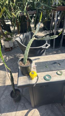 Valdivia Roja Dragon Fruit Plant