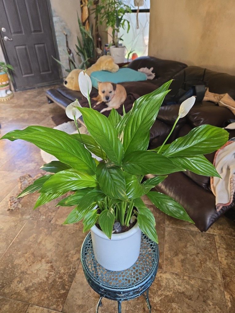 Lovely Peace Lilly Plant In New 7in Ceramic Pot