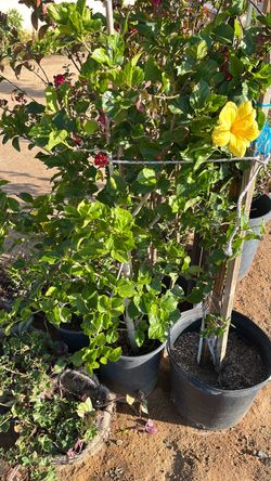 Potted Hibiscus Plant with Yellow Bloom