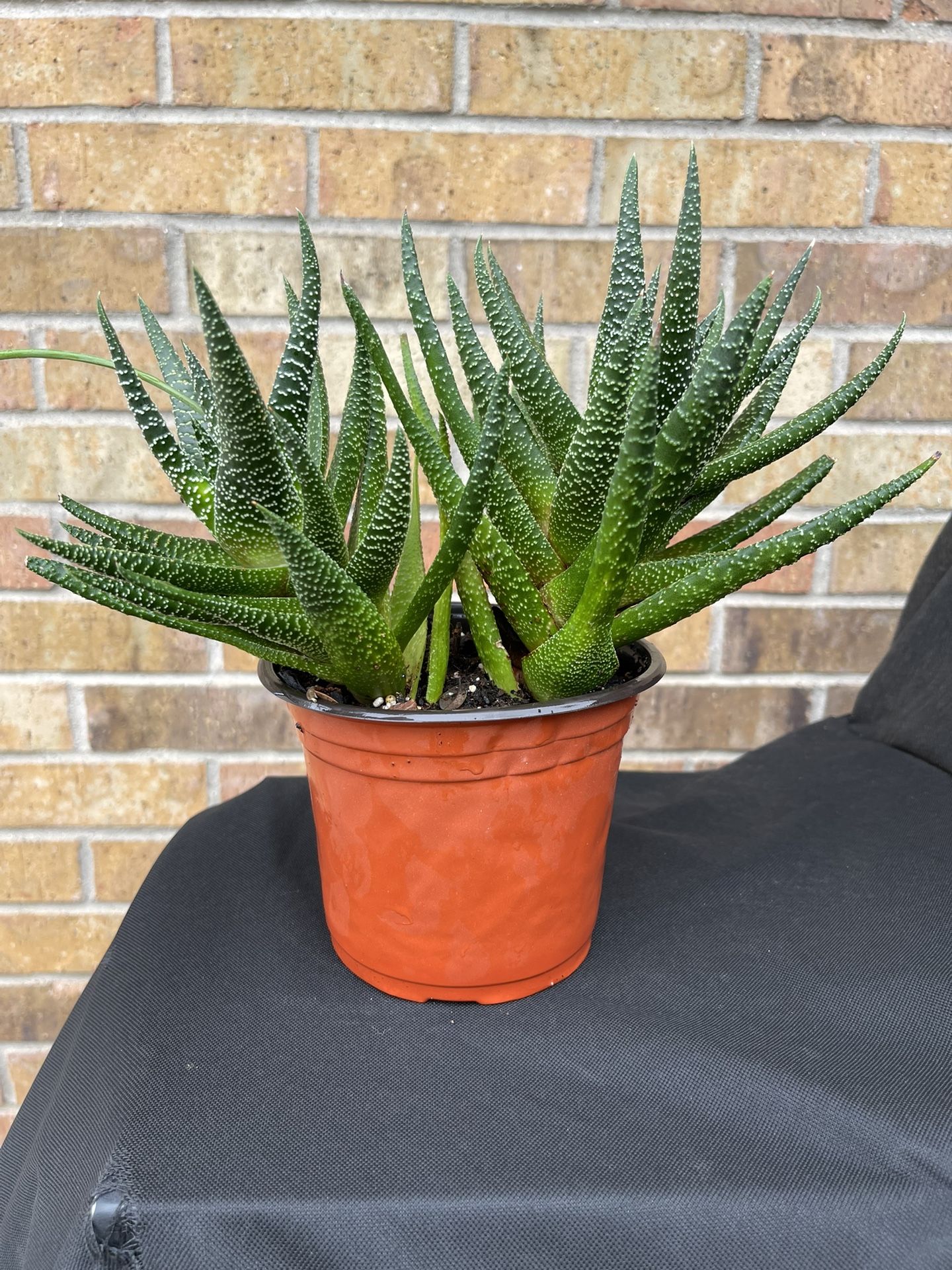 “Zebra Wart” Succulent 