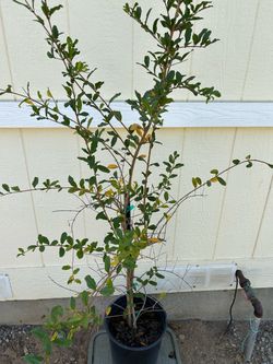 Wonderful pomegranate fruit tree plant in 5gl.