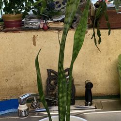 Snake Plant