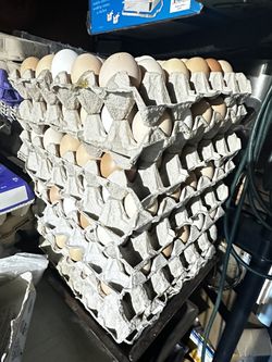 Huevos Organicos…. Organic Eggs