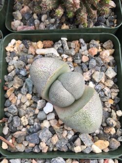 Succulents