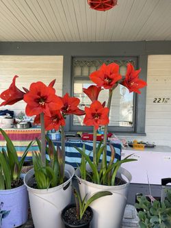 Amarilles