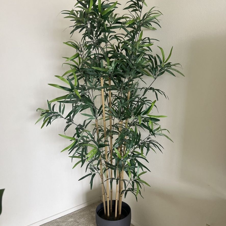 brinjal plant IPS075