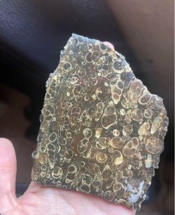 Sea Snail Fossil Polished