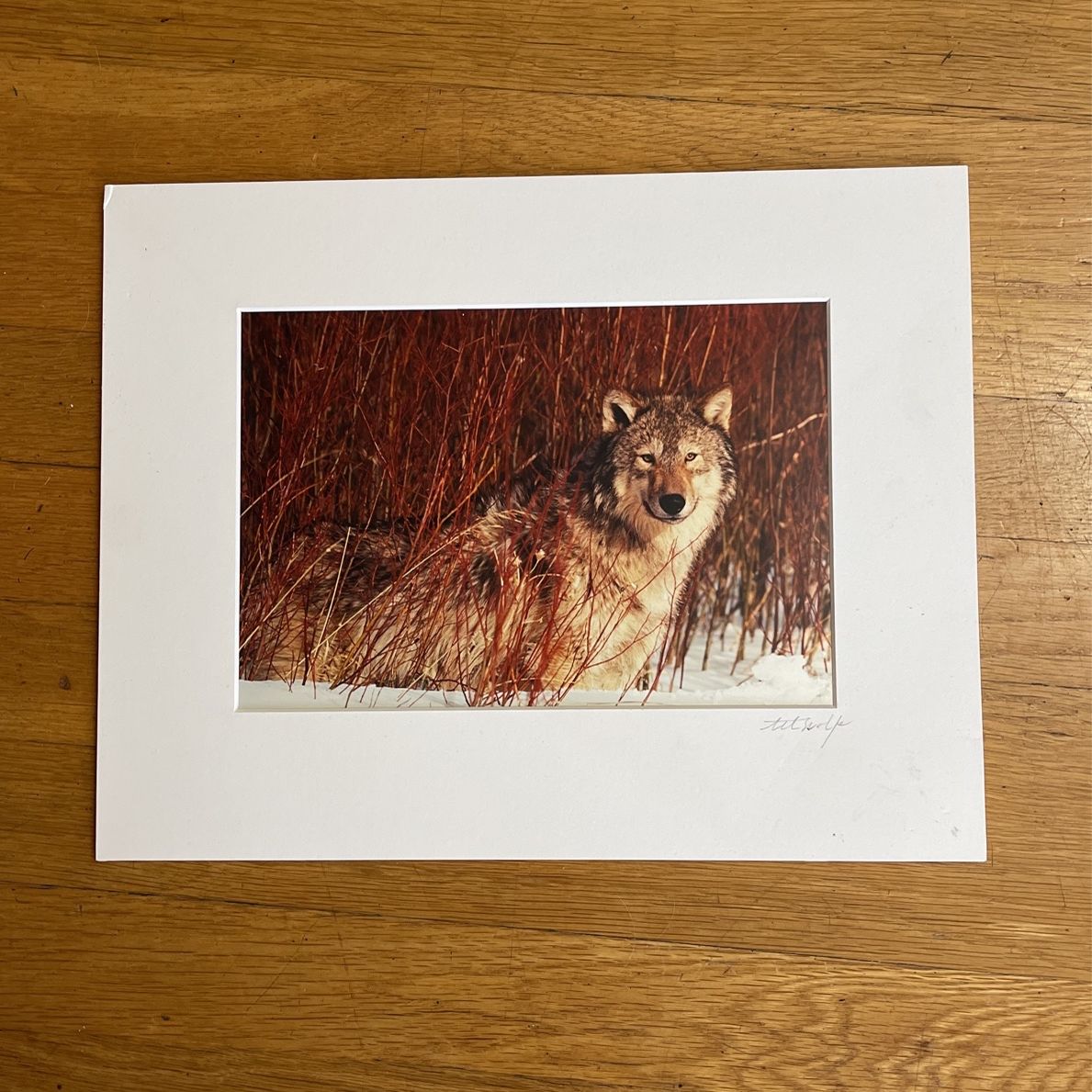 Art Wolfe 11x14 Matted Wolf Photo