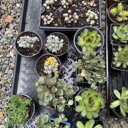 Variety  Succulents $2 Per Container