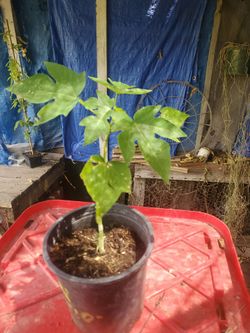 Papaya tree