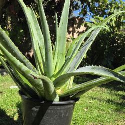 Aloe Vera Plant Medesinal 