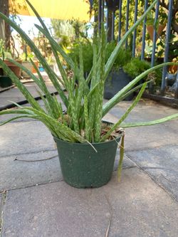 ALOE VERA