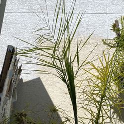 Palmera En Cubeta
