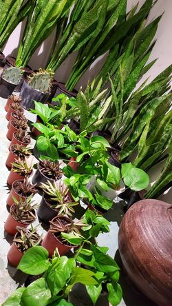 Huge Sale. Indoors plants. Outdoors plants. Cactus. Succulents