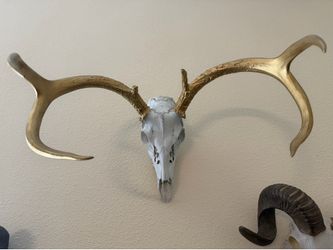 Gold Authentic  Deer Horns/Head