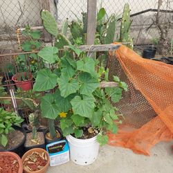 Vegetables plants