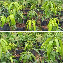 🥭 MANGO FRUIT trees 3gl $35🥭