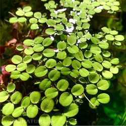 Water Spangles (Salvinia Minima) 10+ Plants Freshwater Live Aquarium Floating plant Grown indoor